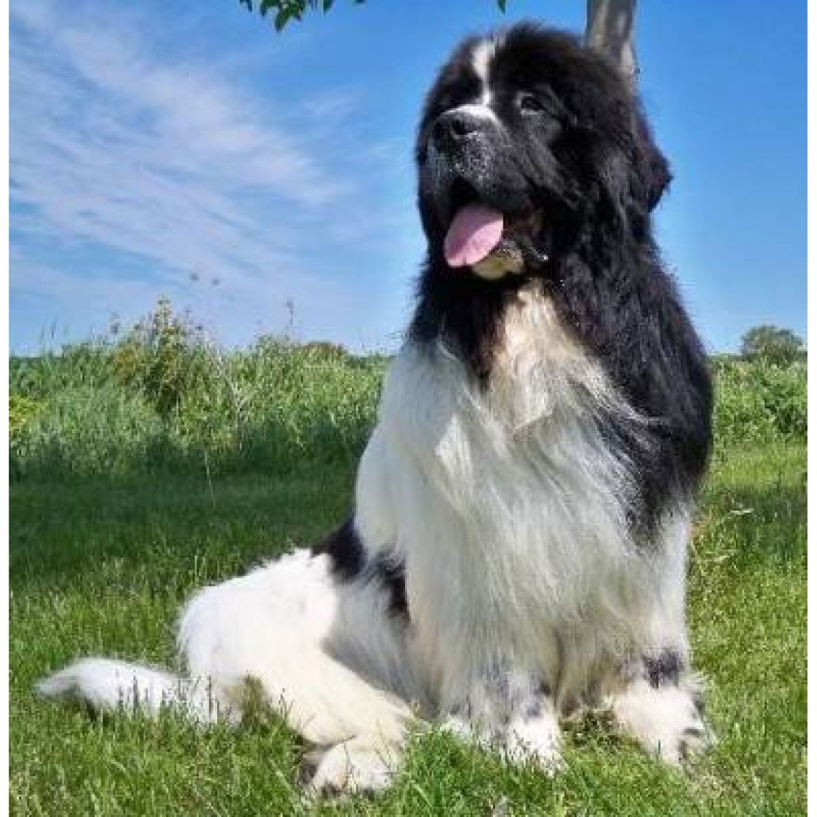 R Boss Faundland (14-08-2006)